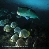 Bumphead and Batfish
